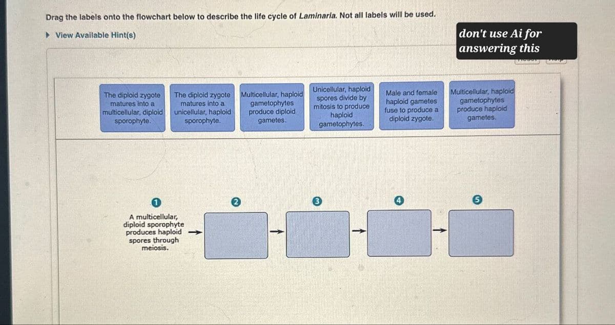 Drag the labels onto the flowchart below to describe the life cycle of Laminaria. Not all labels will be used.
▸ View Available Hint(s)
don't use Ai for
answering this
The diploid zygote
matures into a
multicellular, diploid
sporophyte.
The diploid zygote
matures into a
unicellular, haploid
sporophyte.
Multicellular, haploid
gametophytes
produce diploid
gametes.
Unicellular, haploid
spores divide by
mitosis to produce
haploid
gametophytes.
Male and female
haploid gametes
fuse to produce a
diploid zygote.
Multicellular, haploid
gametophytes
produce haploid
gametes.
1
A multicellular,
diploid sporophyte
produces haploid
spores through
meiosis.
2
3
4