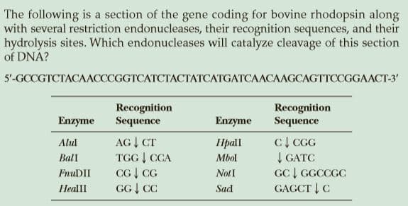 The following is a section of the gene coding for bovine rhodopsin along
with several restriction endonucleases, their recognition sequences, and their
hydrolysis sites. Which endonucleases will catalyze cleavage of this section
of DNA?
5-GCCGTCTACAАСССGGTCATCTAАСТАТСАТGATCААСАAGCAGTTCCGGAACT-3'
Recognition
Sequence
Recognition
Sequence
Enzyme
Enzyme
AG | CT
TGG | CCA
CG I CG
GG | CC
CI CGG
| GATC
GC | GGCCGC
GAGCT | C
Alul
Hpall
Ball
Mbol
FnuDII
NotI
HealII
Sad
