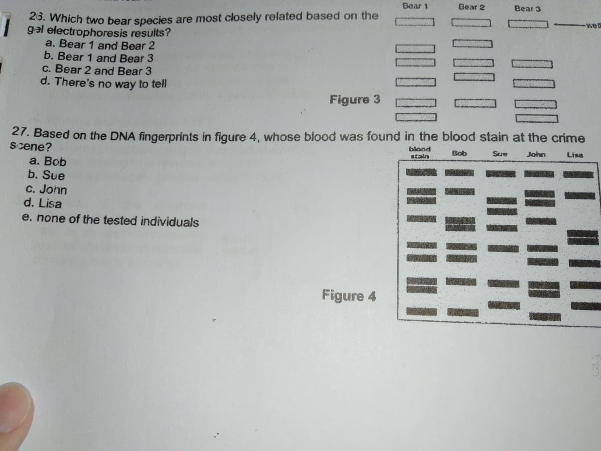 Bear 1
Bear 2
Bear 3
25. Which two bear species are most closely related based on the
Igal electrophoresis results?
a. Bear 1 and Bear 2
b. Bear 1 and Bear 3
C. Bear 2 and Bear 3
d. There's no way to tell
Figure 3
27. Based on the DNA fingerprints in fiqure 4, whose blood was found in the blood stain at the crime
scene?
blood
staln
Bob
Sue
John
Lisa
a. Bob
b. Sue
C. John
d. Lisa
e. none of the tested individuals
Figure 4
