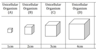 Unicellular Unicellular
Organism
(A)
Unicellular
Unicellular
Organism
(B)
Organism
(C)
Organism
(D)
1cm
2cm
Зст
4cm
