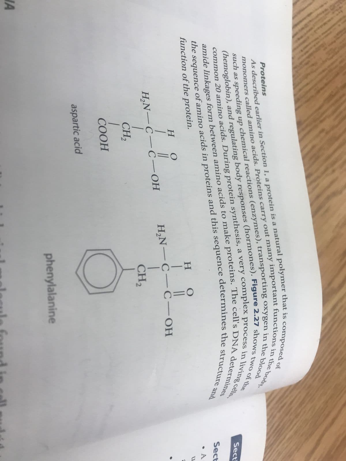 A
Proteins
As described earlier in Section 1, a protein is a natural polymer that is composed of
monomers called amino acids. Proteins carry out many important functions in the body,
such as speeding up chemical reactions (enzymes), transporting oxygen in the blood
(hemoglobin), and regulating body responses (hormones). Figure 2.27 shows two of the
common 20 amino acids. During protein synthesis, a very complex process in living cells,
the sequence of amino acids in proteins and this sequence determines the structure and
amide linkages form between amino acids to make proteins. The cell's DNA determines
HIC
Η
O
H₂N-C-C-OH
1
CH₂
COOH
aspartic acid
HI
Η
O
H₂N-C-C-OH
CH₂
phenylalanine
fou
Secti
Sect
• A
U