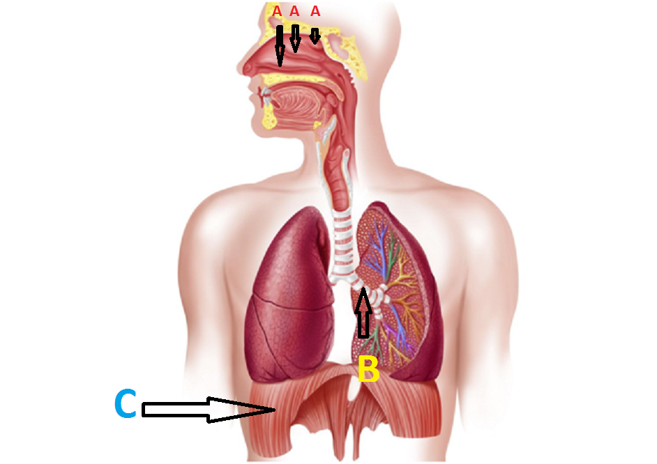 ΑΑ Α
Β
C-
