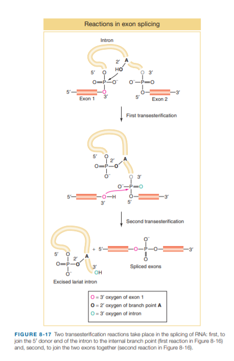 Reactions in exon splicing
Intron
но
5'
O=P-
O-
Exon 1
5
Exon 2
First transesterification
5'
2'
O-P-O
-0--
3'
Second transesterification
5'
2
Spliced exons
3'
он
Excised lariat intron
0 = 3' oxygen of exon 1
0 = 2' oxygen of branch point A
0= 3' oxygen of intron
FIGURE 8-17 Two transesterification reactions take place in the splicing of RNA: first, to
join the 5' donor end of the intron to the internal branch point (first reaction in Figure 8-16)
and, second, to join the two exons together (second reaction in Figure 8-16).
