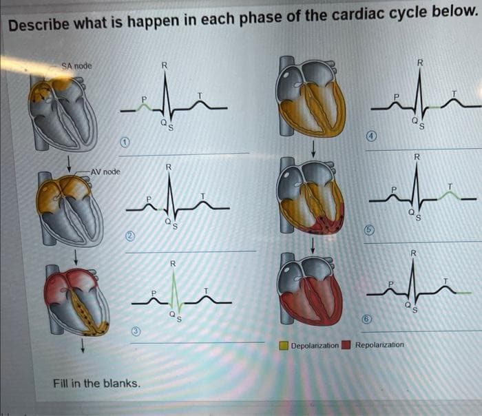 Describe what is happen in each phase of the cardiac cycle below.
SA node
AV node
مثلة
2
Fill in the blanks.
R
R
as
R
O
85
Depolarization
Ⓒ
@
Repolarization
Q
R
S
S
R
D
SI