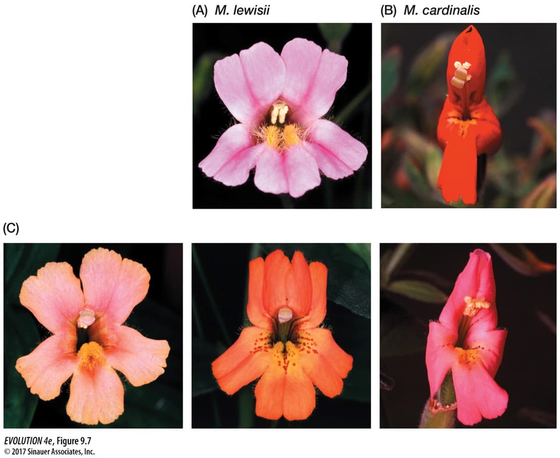 (A) M. lewisii
(B) M. cardinalis
(C)
EVOLUTION 4e, Figure 9.7
© 2017 Sinauer Associates, Inc.
