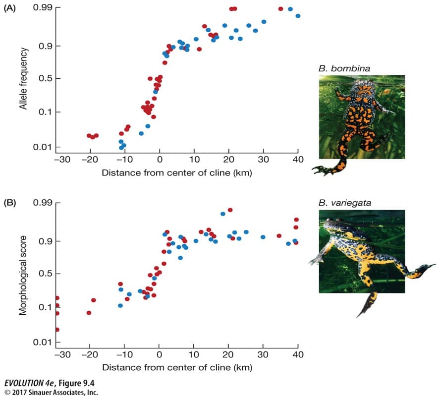 (A)
0.99
0.9
B. bombina
0.5
0.1
0.01
-30 -20
-10
10
20
30
40
Distance from center of cline (km)
(B)
0.99
B. variegata
0.9
0.5
0.1
0.01
-30 -20
-10
10
20
30
40
Distance from center of cline (km)
EVOLUTION 4e, Figure 9.4
© 2017 Sinauer Associates, Inc.
Morphological score
Allele frequency
