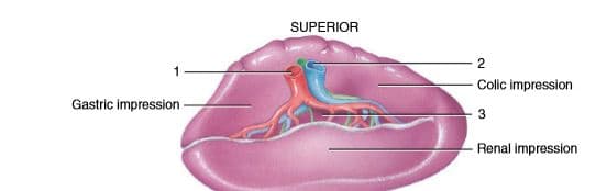 SUPERIOR
Colic impression
Gastric impression
3
Renal impression
