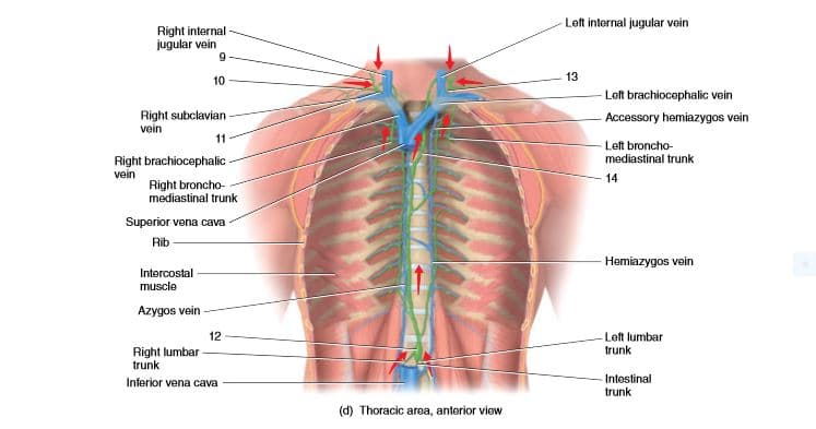 Left internal jugular voin
Right internal
jugular vein
9
13
10
Left brachiocephalic vein
Right subclavian
- Accessory hemiazygos vein
vein
11
Left broncho-
mediastinal trunk
Right brachiocephalic -
vein
14
Right broncho-
mediastinal trunk
Superior vena cava
Rib
Hemiazygos vein
Intercostal
muscle
Azygos vein
Left lumbar
trunk
12
Right lumbar
trunk
Intestinal
trunk
Inferior vena cava
(d) Thoracic area, anterior view
