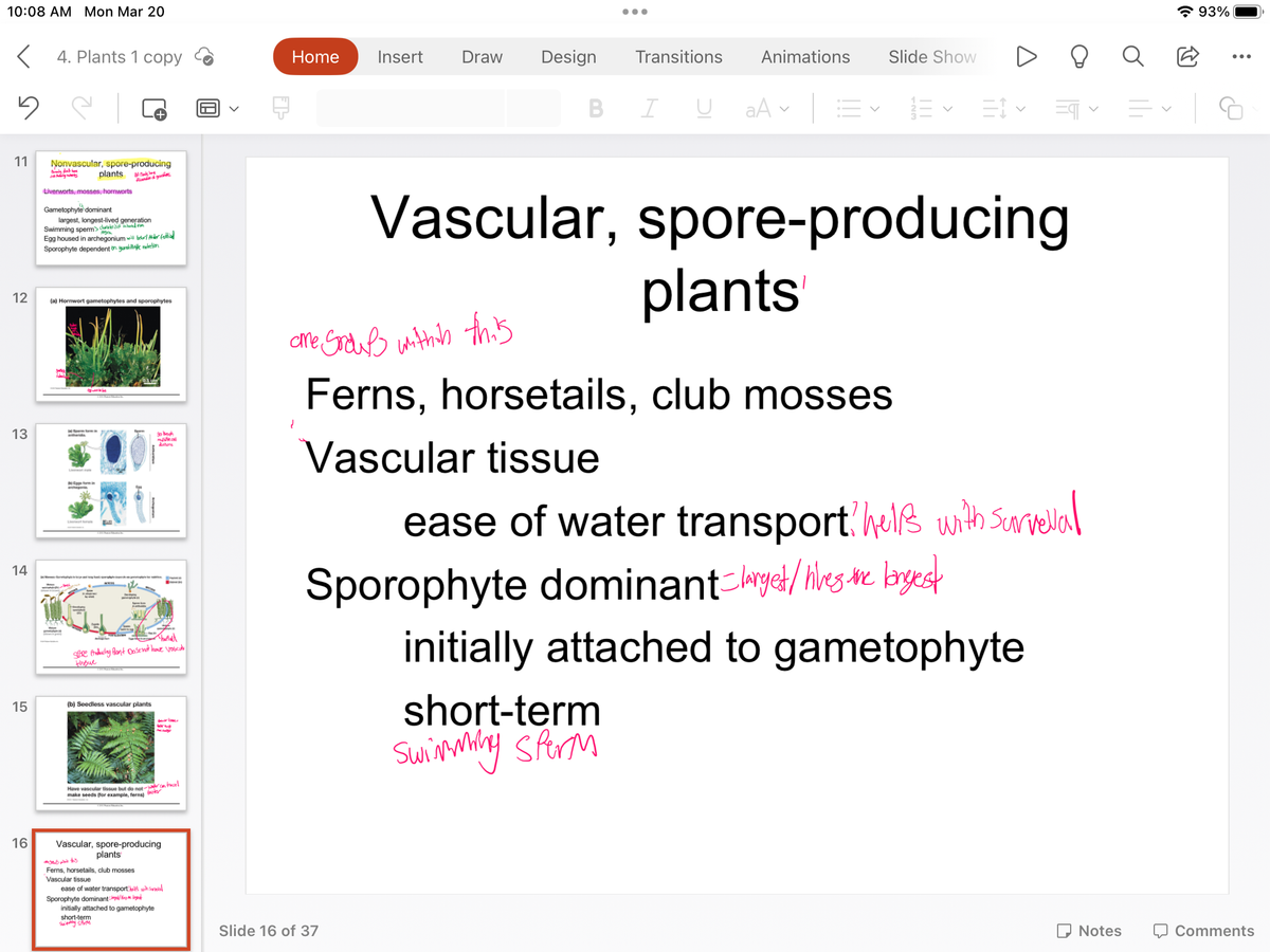 10:08 AM Mon Mar 20
< 4. Plants 1 copy
5
11
12
13
14
15
16
Nonvascular, spore-producing
Branly don't have
tadily wants
al
Liverworts, mosses, hornworts
plants
Gametophyte dominant
largest, longest-lived generation
Swimming sperm> characterisided
Egg housed in archegonium will be r
Sporophyte dependent on gunstelin
(a) Hornwort gametophytes and sporophytes
www.
S
Thattal
Spare Producing Plant Dose not have vascul
новие
(b) Seedless vascular plants
go though
muko
usons
Have vascular tissue but do not-We can trace
make seeds (for example, ferns) for
Sporophyte dominant
til k
Vascular, spore-producing
plants
ose with this
Ferns, horsetails, club mosses
Vascular tissue
ease of water transport val
initially attached to gametophyte
short-term
swinny SARM
Home Insert
{
Draw
Design
Slide 16 of 37
B
●●●
Transitions
I
Animations Slide Show
U aAv Ev
Vascular, spore-producing
plants
are groups within this
Ferns, horsetails, club mosses
Vascular tissue
30 ✓ =¶
Sporophyte dominant-larget/Wives the largest
ease of water transport hells with Survellal
initially attached to gametophyte
short-term
Swimming Sperm
Notes
93%
Comments