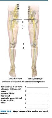 ANTERIOR VIEW
POSTERIOR VIEW
Dntukan olnerne hana kantar and ed p
fenoral M-onub rerwe 1
obturator koB tur tor
nere
2
common fibular
(peroneall
- puderslal pyoo-DEN dal
kiatk bei-t)
-sbid
GURE 186 Major nerves ef the hambar andl sacral
alenuses
