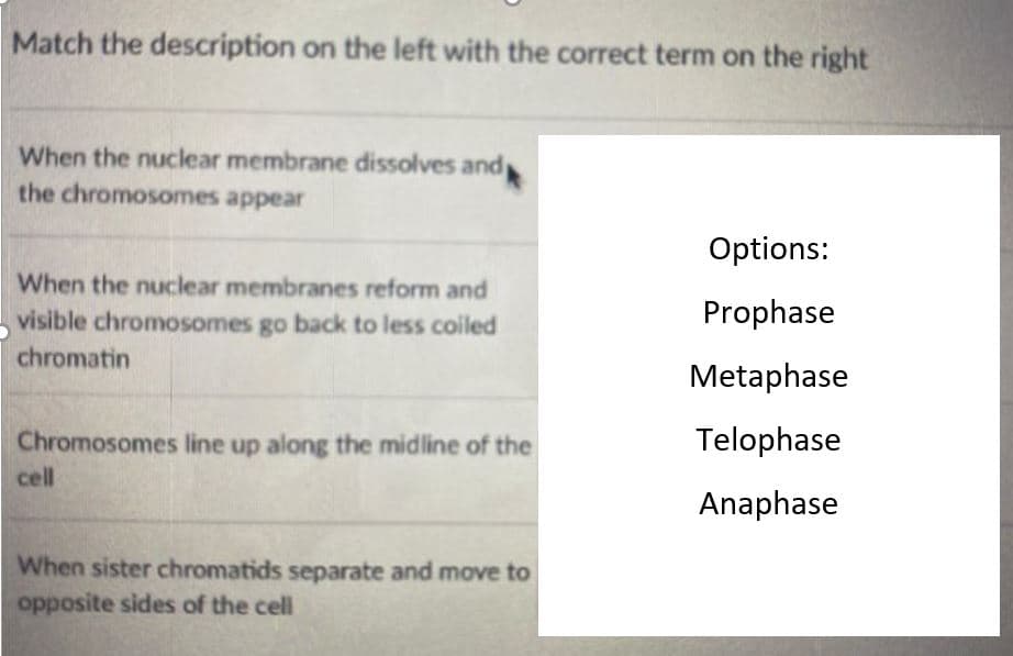 Match the description on the left with the correct term on the right
When the nuclear membrane dissolves andy
the chromosomes appear
Options:
When the nuclear membranes reform and
visible chromosomes go back to less coiled
Prophase
chromatin
Metaphase
Chromosomes line up along the midline of the
Telophase
cell
Anaphase
When sister chromatids separate and move to
opposite sides of the cell
