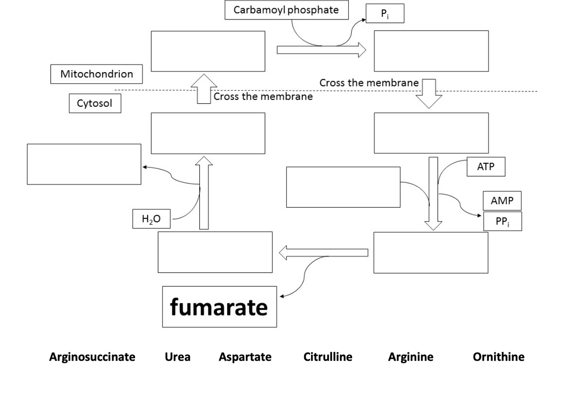 Carbamoyl phosphate
P₁
Mitochondrion
Cross the membrane
Cytosol
H₂O
fumarate
Arginosuccinate Urea Aspartate
Cross the membrane
ATP
AMP
PP₁
Citrulline
Arginine
Ornithine