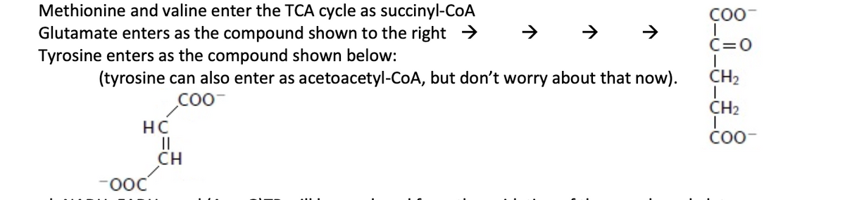 Methionine and valine enter the TCA cycle as succinyl-CoA
Glutamate enters as the compound shown to the right →
Tyrosine enters as the compound shown below:
COO
→
↑
C=O
(tyrosine can also enter as acetoacetyl-CoA, but don't worry about that now).
COO-
CH2
CH2
HC
coo-
COO-
CH
OOC