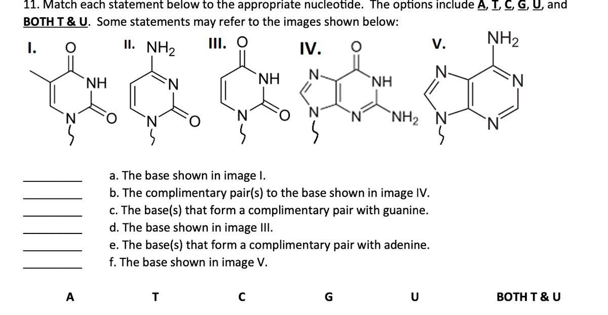 11. Match each statement below to the appropriate nucleotide. The options include A, I, C, G, U, and
BOTH T & U. Some statements may refer to the images shown below:
I.
II. NH2
III. O
V.
NH2
IV.
NH
N.
NH
N
NH
N
NH, N
A
a. The base shown in image I.
b. The complimentary pair(s) to the base shown in image IV.
c. The base(s) that form a complimentary pair with guanine.
d. The base shown in image III.
e. The base(s) that form a complimentary pair with adenine.
f. The base shown in image V.
T
C
G
U
BOTH T & U