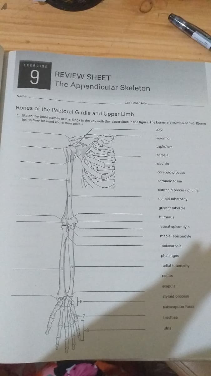 EXERCISE
9.
REVIEW SHEET
The Appendicular Skeleton
Name
Lab Time/Date
Bones of the Pectoral Girdle and Upper Limb
1 Mateh the bone names or markings in the key with the leader lines in the figure. The bones are numbered 1-8. (Some
terms may be used more than once.)
Key:
acromion
capitulum
carpals
clavicle
coracoid process
coronoid fossa
coronoid process of ulna
deltoid tuberosity
greater tubercle
humerus
lateral epicondyle
medial epicondyle
metacarpals
phalanges
radial tuberosity
radius
scapula
styloid process
subscapular fossa
trochlea
ulna
