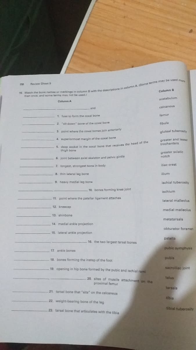 110
Review Sheet 9
Column B
than once. and some terms may not be uped.)
acetabulum
Column A
calcaneus
and
1. fuse to form the coxal bone
fermur
2 "sit-down" bone of the coxal bone
fibula
3. point where the coxal bones join anterioriy
gluteal tuberosity
greater and lesser
trochanters
4. superiormost margin of the coxal bone
5. deep socket in the coxal bone that receives the head of tna
thigh bone
greater sciatic
notch
6. joint between axial skeleton and pelvic girdle
iliac crest
2 longest, strongest bone in body
8. thin lateral leg bone
ilium
9. heavy medial leg bone
ischial tuberosity
10. bones forming knee joint
ischium
11. point where the patellar ligament attaches
lateral malleolus
12. kneecap
medial malleolus
13. shinbone
metatarsals
14. medial ankle projection
obturator foramen
15. lateral ankle projection
patella
16. the two largest tarsal bones
pubic symphysis
17 ankle bones
pubis
18. bones forming the instep of the foot
19. opening in hip bone formed by the pubic and ischial rami
sacroiliac joint
20. sites of muscle attachment on the
talus
proximal femur
tarsals
21. tarsal bone that "sits" on the calcaneus
tibia
22 weight-bearing bone of the leg
23. tarsal bone that articulates with the tibia
tibial tuberosity
