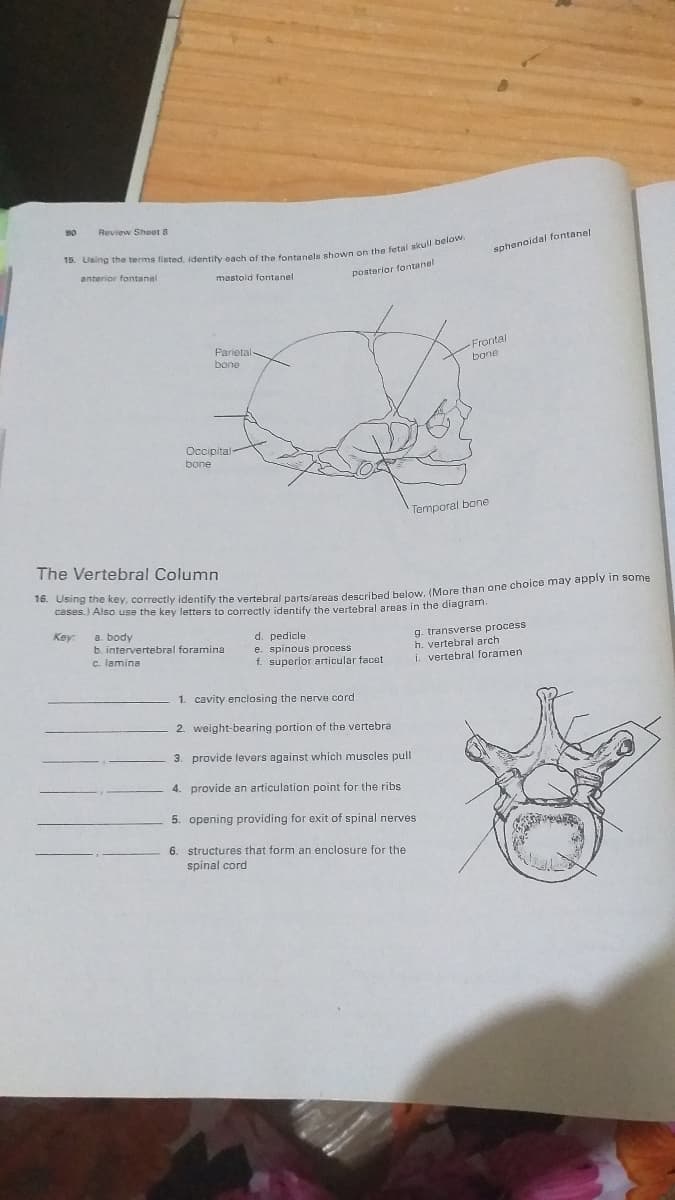 Review Sheet 8
sphenoidal fontanel
enterior fontanel
mastoid fontanel
posterior fontanel
Parietal
bone
Frontal
bane
Occipital-
bone
Temporal bone
The Vertebral Column
cases.) Also use the key letters to correctly identify the vertebral areas in the diagram.
Key:
a. body
b. intervertebral foramina
c. lamina
d. pedicle
e. spinous process
f. superior articular facet
g. transverse process
h. vertebral arch
i. vertebral foramen
1. cavity enclosing the nerve cord
2. weight-bearing portion of the vertebra
3. provide levers against which muscles pull
4. provide an articulation point for the ribs
5. opening providing for exit of spinal nerves
6. structures that form an enclosure for the
spinal cord
