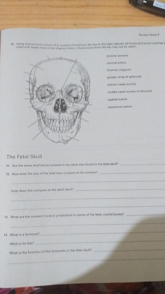 Review Sheet B
a hum eohmn B in qusstion 8 and fom the kay to the right. identify all bones and bons markings
Virted with foader tinas in the diauram btow (oma terms hrom ths key may not be used .
alvealar proeess
coranal suture
foramen magnum
greater wing of sphenoid
inferior nasal concha
middle nassl concha of ethmoid
Gagittal suture
squamous suture
The Fetal Skull
11 Are the same skull bones present in the adult also found in the fetal skull?
12. How does the size of the fetal face compare to Its cranium?
How does this compare to the adult skutl?
13. What are the outward conical projections in some of the fetal cranial bones?
14. What in a fontanel?
What is its fate?
What is the function of the fontaneis in the fetal skull?
