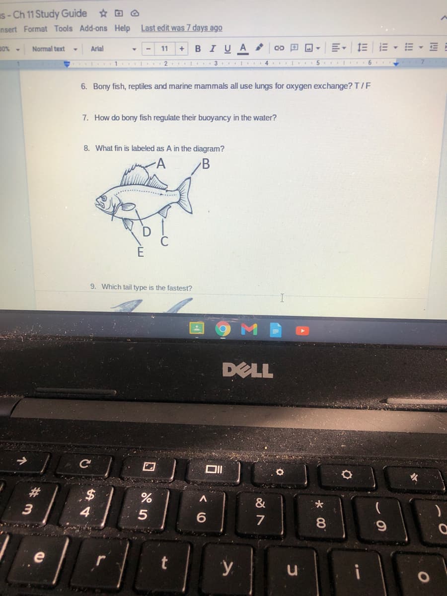 s- Ch 11 Study Guide
nsert Format Tools Add-ons Help
Last edit was 7 days ago
D0% -
в IUA
E- E E
Normal text
Arial
11
1
I 3
4. I . 5
6. Bony fish, reptiles and marine mammals all use lungs for oxygen exchange? T/F
7. How do bony fish regulate their buoyancy in the water?
8. What fin is labeled as A in the diagram?
9. Which tail type is the fastest?
DELL
DII
2$
&
6.
7
8
y
u
i
5
%#3m
