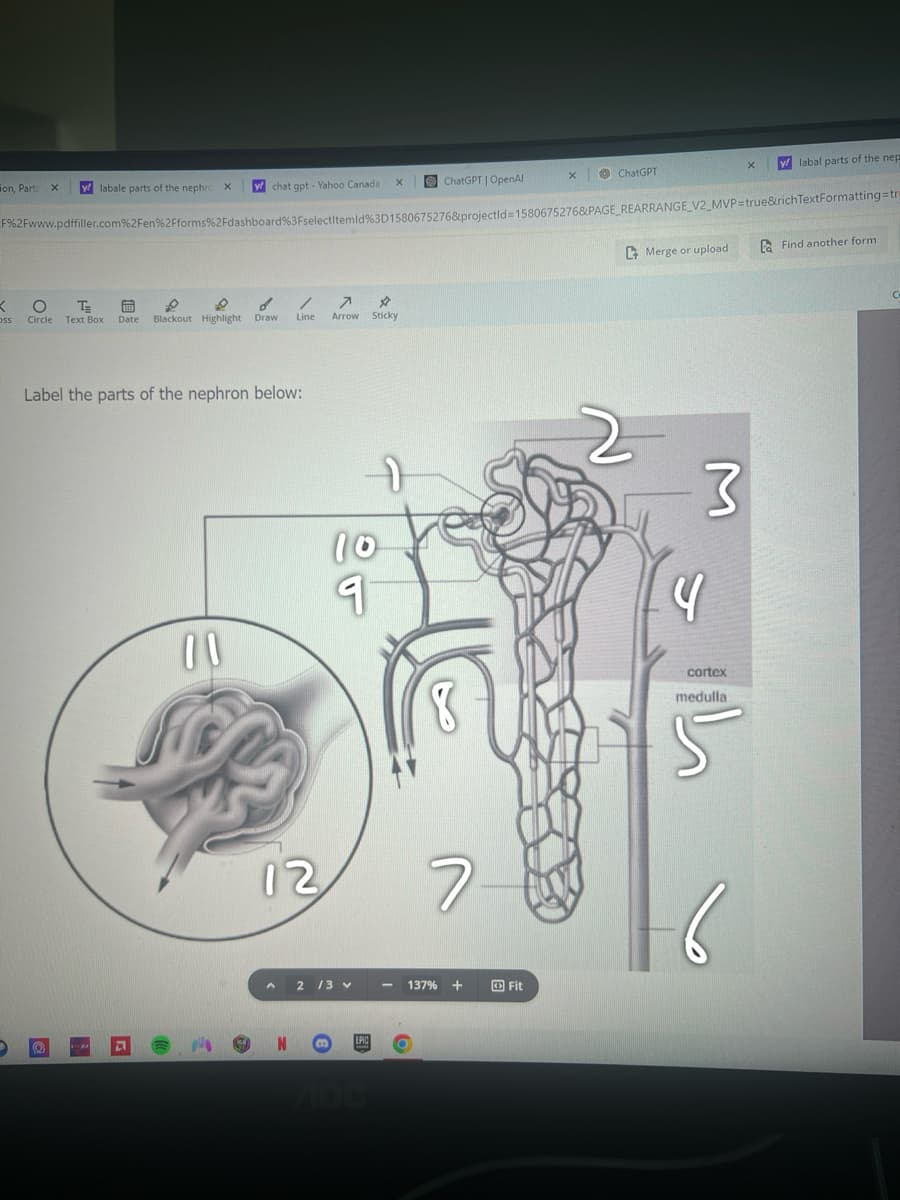 on, Part
x
ylabale parts of the nephro X W chat gpt- Yahoo Canada
x
ChatGPT | OpenAl
x
ChatGPT
× y labal parts of the nep
F%2Fwww.pdffiller.com%2Fen%2Fforms%2Fdashboard%3FselectItemid % 3D1580675276&projectid=1580675276&PAGE REARRANGE_V2_MVP=true&richTextFormatting=tr
Merge or upload
Ca Find another form
<
о
Circle
TE
Text Box
d
/ 7 ⭑
Date
Line
Blackout Highlight Draw
Arrow
Sticky
Label the parts of the nephron below:
@
Z
2
00
10
9
4
3
12
2/3 v
EPIC
7100
137%
Fit
cortex
medulla
5
C