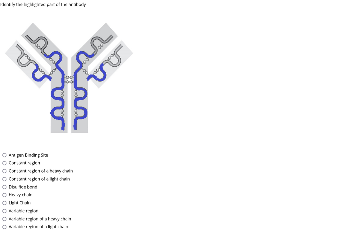 Identify the highlighted part of the antibody
O Antigen Binding Site
O Constant region
O Constant region of a heavy chain
O Constant region of a light chain
O Disulfide bond
O Heavy chain
O Light Chain
O Variable region
O Variable region of a heavy chain
O Variable region of a light chain
