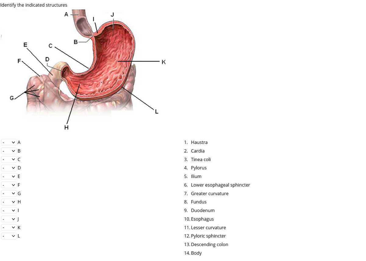 Identify the indicated structures
A
E
F
K
H
v A
1. Haustra
v B
2. Cardia
-
v C
3. Tinea coli
-
v D
4. Pylorus
-
v E
5. Ilium
6. Lower esophageal sphincter
v G
7. Greater curvature
v H
8. Fundus
9. Duodenum
10. Esophagus
-
v K
11. Lesser curvature
-
v L
12. Pyloric sphincter
13. Descending colon
14. Body
