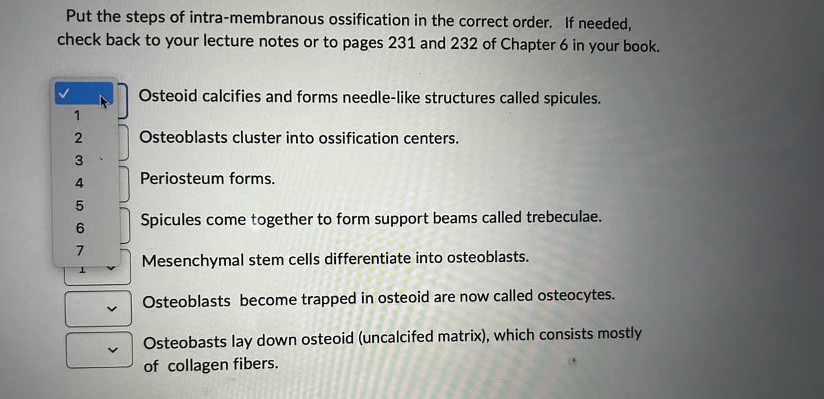 Put the steps of intra-membranous ossification in the correct order. If needed,
check back to your lecture notes or to pages 231 and 232 of Chapter 6 in your book.
1
456A W N
3
7
1
Osteoid calcifies and forms needle-like structures called spicules.
Osteoblasts cluster into ossification centers.
Periosteum forms.
Spicules come together to form support beams called trebeculae.
Mesenchymal stem cells differentiate into osteoblasts.
Osteoblasts become trapped in osteoid are now called osteocytes.
Osteobasts lay down osteoid (uncalcifed matrix), which consists mostly
of collagen fibers.