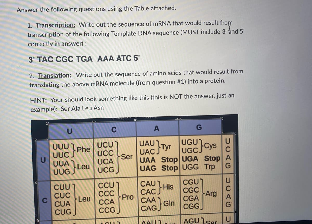 Answer the following questions using the Table attached.
1. Transcription: Write out the sequence of mRNA that would result from
transcription of the following Template DNA sequence (MUST include 3' ånd 5'
correctly in answer) :
3' TAC CGC TGA AAA ATC 5'
2. Translation: Write out the sequence of amino acids that would result from
translating the above mRNA molecule (from question #1) into a protein.
HINT: Your should look something like this (this is NOT the answer, just an
example): Ser Ala Leu Asn
C
A
UUU 1
UUC.
UUA
UCU]
UCC
UCA
UCG J
UAU
UAC.
UAA Stop UGA Stop A
UAG Stop UGG Trp
Tyr
UGCCYS
Phe
Ser
Leu
UUG.
СА
CAUTHIS
CACJ
CGU
CGC
CUU
CUC
CUA
CUG
CCU)
ССС
ССА
CCG J
Leu
Pro
Arg
CAA
CGA
Gln
CAGJ
CGGJ
AALL
AGU ser
UCAG
UCAG
