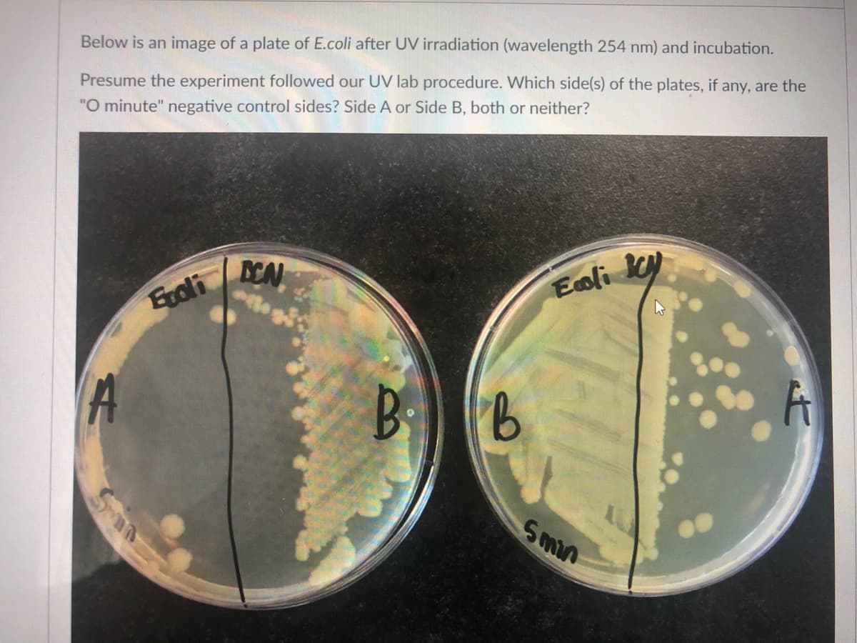 Below is an image of a plate of E.coli after UV irradiation (wavelength 254 nm) and incubation.
Presume the experiment followed our UV lab procedure. Which side(s) of the plates, if any, are the
"O minute" negative control sides? Side A or Side B, both or neither?
CAN
Eoli ky
Eroli
Smin
