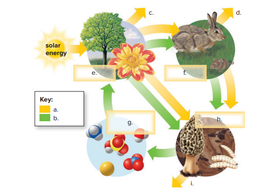 C.
d.
solar
energy
Key:
a.
b.
g.
