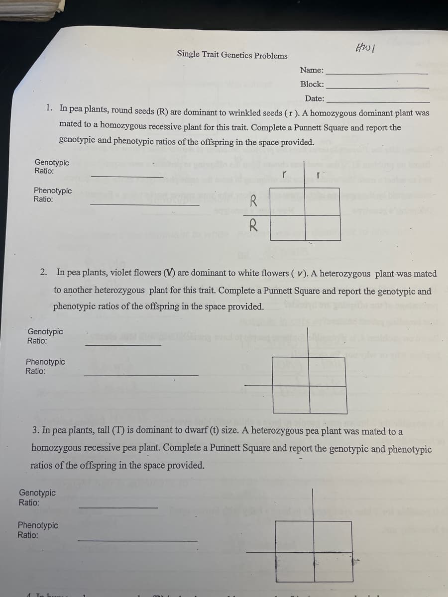 Genotypic
Ratio:
Name:
Block:
Date:
1. In pea plants, round seeds (R) are dominant to wrinkled seeds (r). A homozygous dominant plant was
mated to a homozygous recessive plant for this trait. Complete a Punnett Square and report the
genotypic and phenotypic ratios of the offspring in the space provided.
Phenotypic
Ratio:
Genotypic
Ratio:
Phenotypic
Ratio:
Single Trait Genetics Problems
Genotypic
Ratio:
R
R
2. In pea plants, violet flowers (V) are dominant to white flowers (V). A heterozygous plant was mated
to another heterozygous plant for this trait. Complete a Punnett Square and report the genotypic and
phenotypic ratios of the offspring in the space provided.
Phenotypic
Ratio:
r
HWI
r
3. In pea plants, tall (T) is dominant to dwarf (t) size. A heterozygous pea plant was mated to a
homozygous recessive pea plant. Complete a Punnett Square and report the genotypic and phenotypic
ratios of the offspring in the space provided.