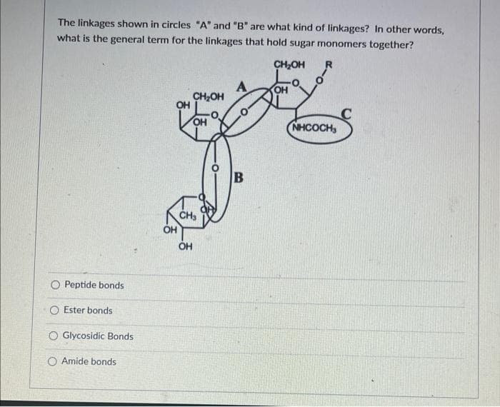 The linkages shown in circles "A" and "B" are what kind of linkages? In other words,
what is the general term for the linkages that hold sugar monomers together?
CH₂OH
R
Peptide bonds
Ester bonds
O Glycosidic Bonds
O Amide bonds
OH
CH₂OH
OH
OH
CH₂
A
B
КОН
(NHCOCH