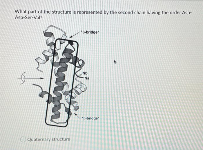 What part of the structure is represented by the second chain having the order Asp-
Asp-Ser-Val?
"B-bridge"
Nb
Na
"B-bridge"
O Quaternary structure
