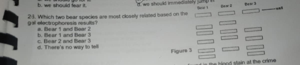 b. we should fear it.
8. we shoukd immediately jump
Bear 2
Bear 3
Bear 1
23. Which two bear species are most closely related based on the
gal electrophoresis results?
a. Bear 1 and Bear 2
b. Bear 1 and Bear 3
c. Bear 2 and Bear 3
d. There's no way to tell
well
Figure
ad in the blood stain at the crime
DO O D
