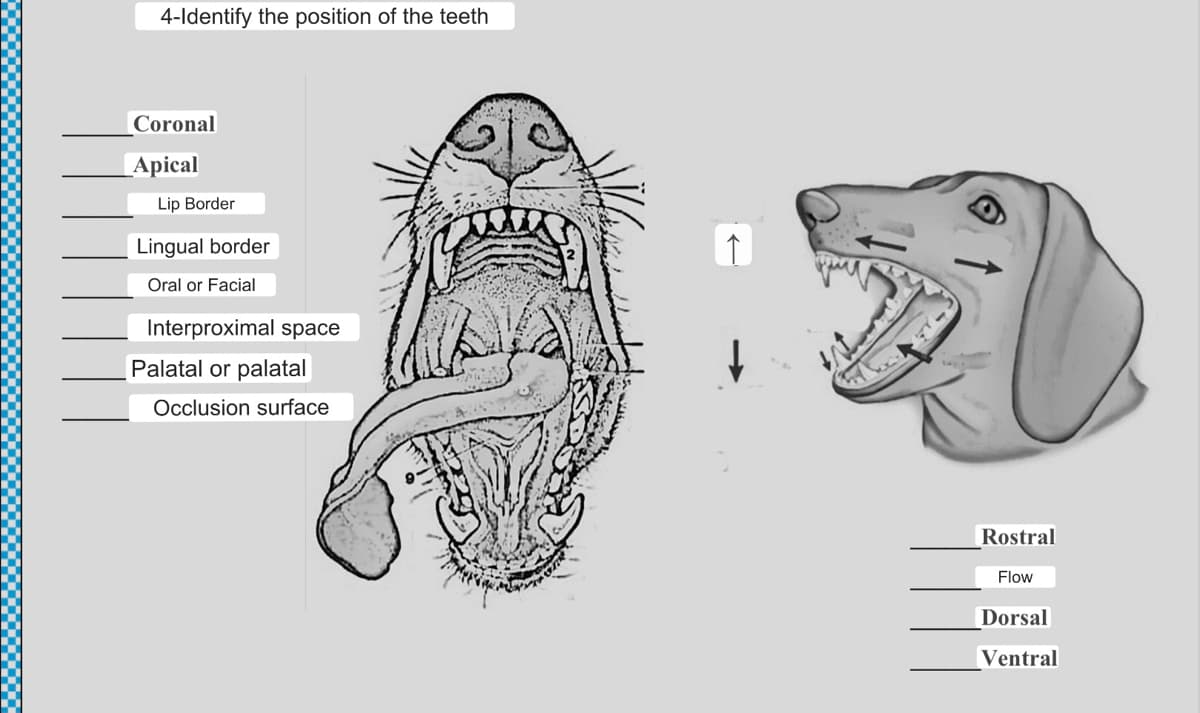 4-Identify the position of the teeth
Coronal
Apical
Lip Border
Lingual border
Oral or Facial
Interproximal space
Palatal or palatal
Occlusion surface
Rostral
Flow
Dorsal
Ventral