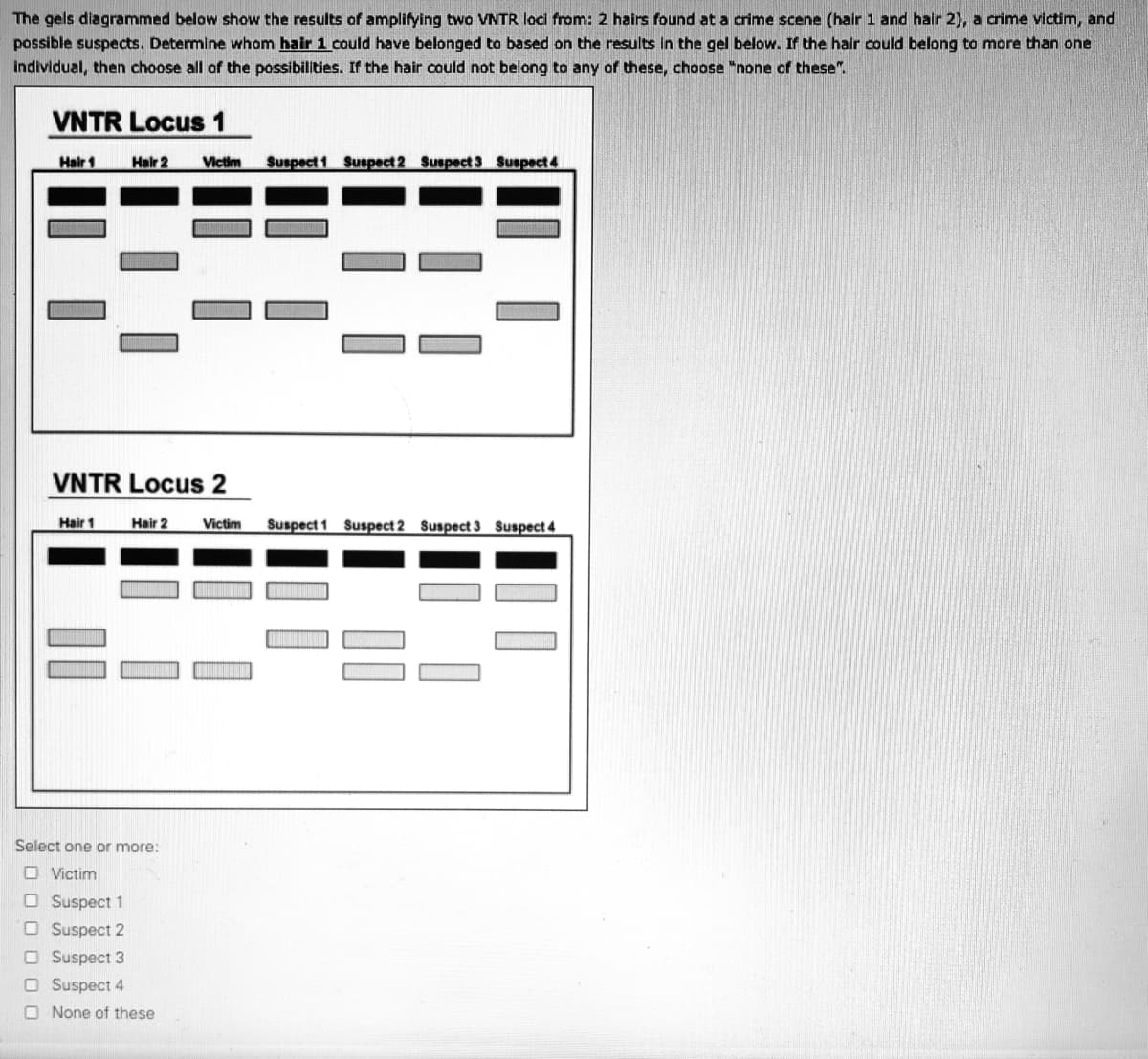 The gels diagrammed below show the results of amplifying two VNTR loci from: 2 hairs found at a crime scene (hair 1 and hair 2), a crime victim, and
possible suspects. Determine whom hair 1 could have belonged to based on the results in the gel below. If the hair could belong to more than one
individual, then choose all of the possibilities. If the hair could not belong to any of these, choose "none of these".
VNTR Locus 1
Hair 1
Hair 2
Victim
Suspect 1 Suspect 2 Suspect 3 Suspect4
VNTR Locus 2
Hair 1
Hair 2
Suspect 1 Suspect 2 Suspect 3 Suspect 4
Victim
Select one or more:
O Victim
O Suspect 1
O Suspect 2
O Suspect 3
O Suspect 4
O None of these
