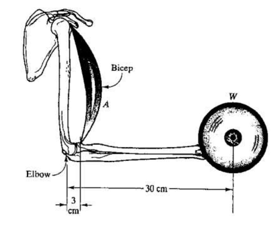 Bicep
Elbow-
- 30 cm-
cm
