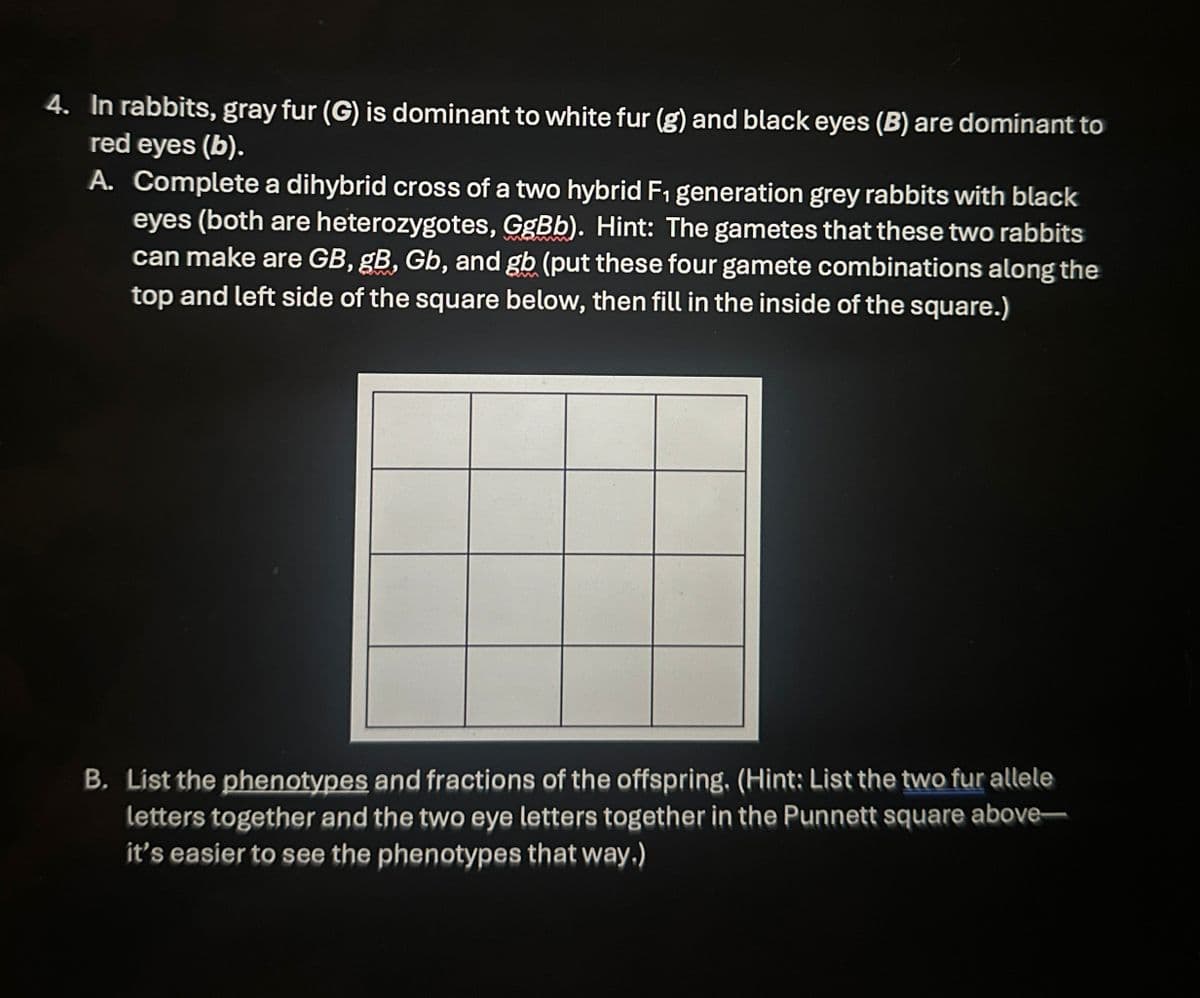 4. In rabbits, gray fur (G) is dominant to white fur (g) and black eyes (B) are dominant to
red eyes (b).
A. Complete a dihybrid cross of a two hybrid F1 generation grey rabbits with black
eyes (both are heterozygotes, GgBb). Hint: The gametes that these two rabbits
can make are GB, gB, Gb, and gb (put these four gamete combinations along the
top and left side of the square below, then fill in the inside of the square.)
B. List the phenotypes and fractions of the offspring. (Hint: List the two fur allele
letters together and the two eye letters together in the Punnett square above-
it's easier to see the phenotypes that way.)