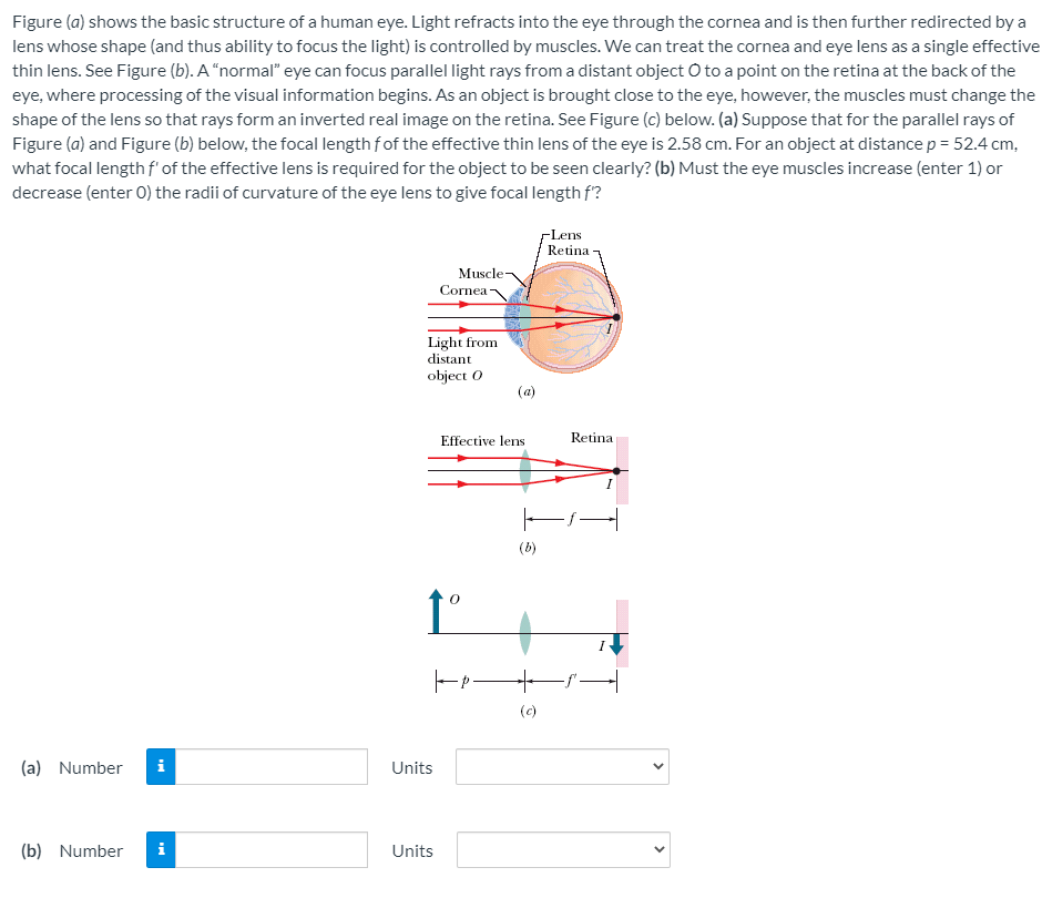 Figure (a) shows the basic structure of a human eye. Light refracts into the eye through the cornea and is then further redirected by a
lens whose shape (and thus ability to focus the light) is controlled by muscles. We can treat the cornea and eye lens as a single effective
thin lens. See Figure (b). A “normal" eye can focus parallel light rays from a distant object O to a point on the retina at the back of the
eye, where processing of the visual information begins. As an object is brought close to the eye, however, the muscles must change the
shape of the lens so that rays form an inverted real image on the retina. See Figure (c) below. (a) Suppose that for the parallel rays of
Figure (a) and Figure (b) below, the focal length fof the effective thin lens of the eye is 2.58 cm. For an object at distance p = 52.4 cm,
what focal lengthf'of the effective lens is required for the object to be seen clearly? (b) Must the eye muscles increase (enter 1) or
decrease (enter 0) the radii of curvature of the eye lens to give focal length f?
-Lens
Retina
Muscle
Cornea
Light from
distant
object O
(a)
Effective lens
Retina
(b)
(c)
(a)
Number
i
Units
(b) Number
i
Units
>
