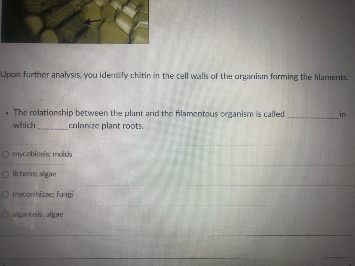 Upon further analysis, you identify chitin in the cell walls of the organism forming the filaments.
The relationship between the plant and the filamentous organism is called
in
which
colonize plant roots.
O mycobiosis; molds
O lichens; algae
O mycorrhizae; fungi
O alganosis; algae
