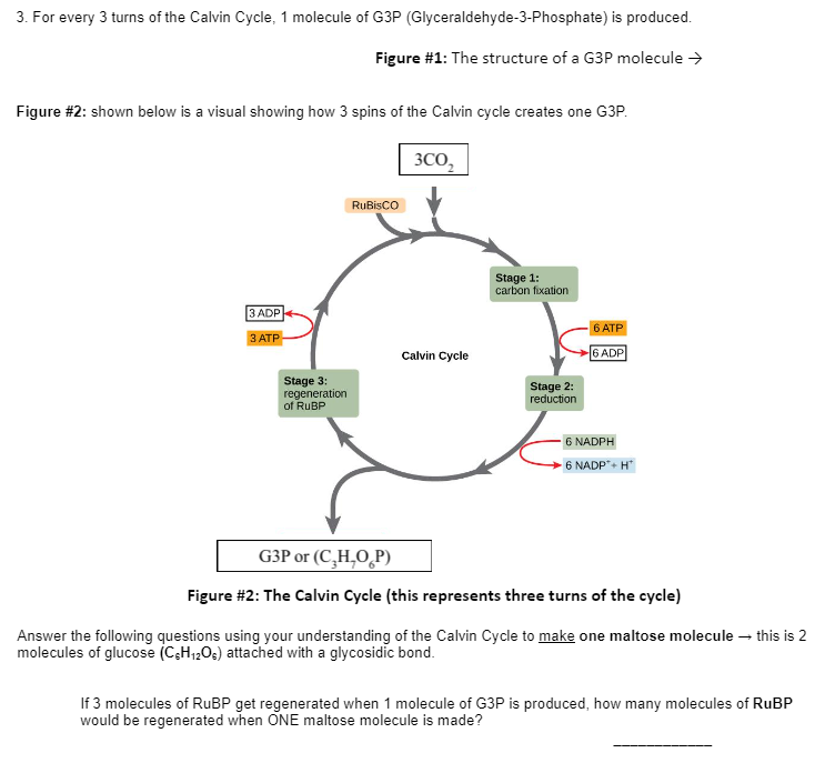 3. For every 3 turns of the Calvin Cycle, 1 molecule of G3P (Glyceraldehyde-3-Phosphate) is produced.
Figure #1: The structure of a G3P molecule →
Figure #2: shown below is a visual showing how 3 spins of the Calvin cycle creates one G3P.
3C0₂
RuBisCO
Stage 1:
carbon fixation
3 ADP
3 ATP
Calvin Cycle
6 ATP
6 ADP
Stage 2:
reduction
Stage 3:
regeneration
of RuBP
6 NADPH
-6 NADP+H*
G3P or (C,H,O,P)
Figure #2: The Calvin Cycle (this represents three turns of the cycle)
Answer the following questions using your understanding of the Calvin Cycle to make one maltose molecule - this is 2
molecules of glucose (C&H₁2O) attached with a glycosidic bond.
If 3 molecules of RuBP get regenerated when 1 molecule of G3P is produced, how many molecules of RuBP
would be regenerated when ONE maltose molecule is made?