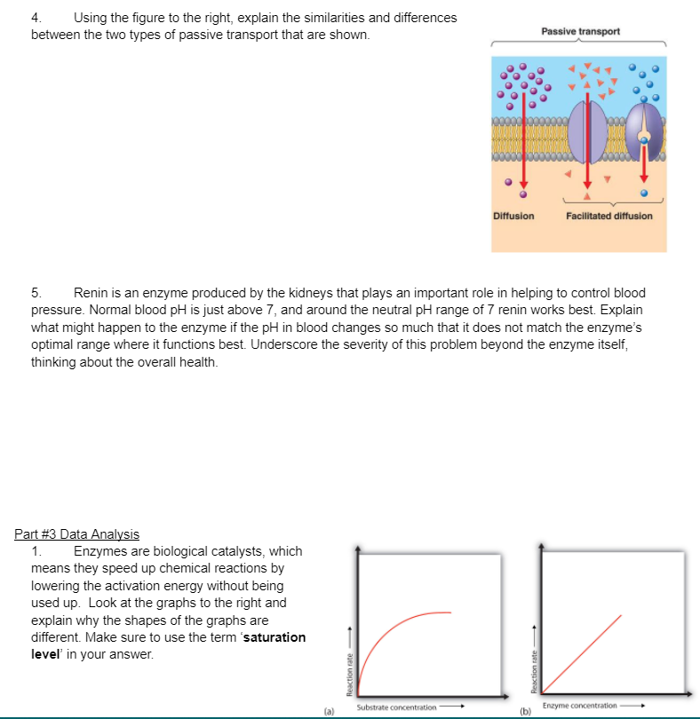 4.
Using the figure to the right, explain the similarities and differences
between the two types of passive transport that are shown.
Passive transport
Diffusion
Facilitated diffusion
5.
Renin is an enzyme produced by the kidneys that plays an important role in helping to control blood
pressure. Normal blood pH is just above 7, and around the neutral pH range of 7 renin works best. Explain
what might happen to the enzyme if the pH in blood changes so much that it does not match the enzyme's
optimal range where it functions best. Underscore the severity of this problem beyond the enzyme itself,
thinking about the overall health.
Part #3 Data Analysis
Enzymes are biological catalysts, which
means they speed up chemical reactions by
lowering the activation energy without being
used up. Look at the graphs to the right and
explain why the shapes of the graphs are
1.
different. Make sure to use the term 'saturation
leveľ in your answer.
Enzyme concentration
(b)
Substrate concentration
(a)
Reaction rate
Reaction rate
