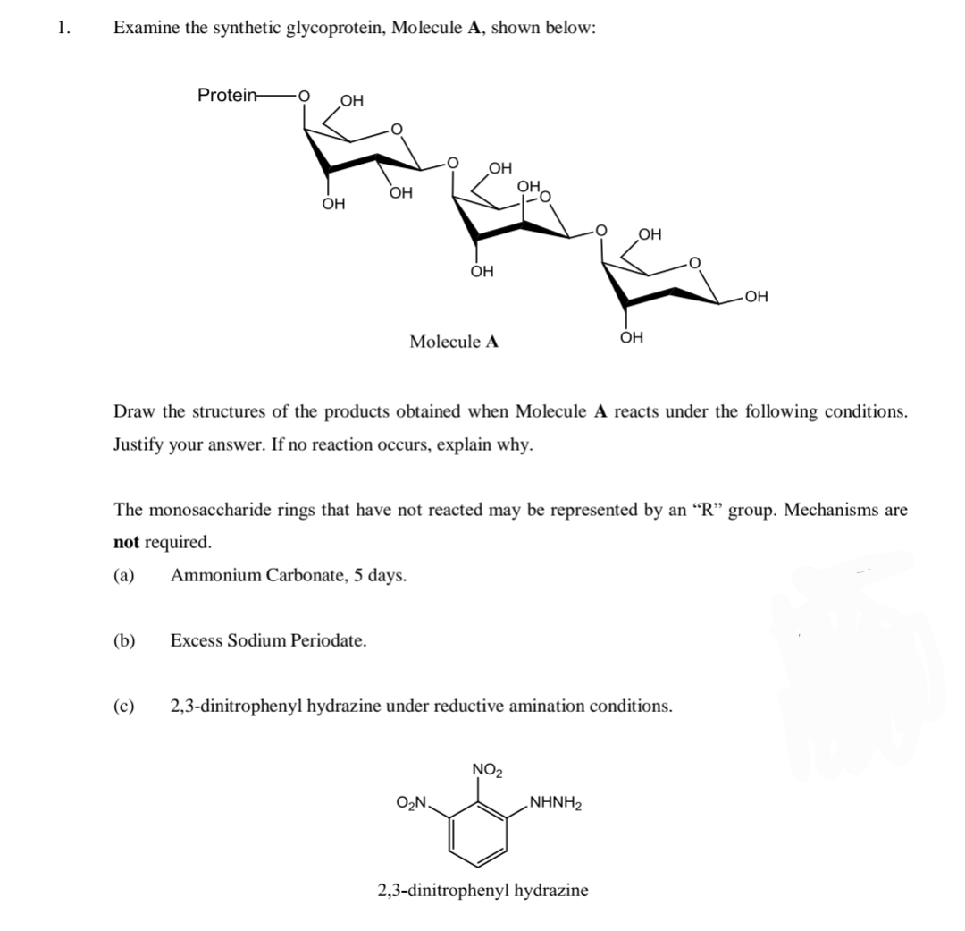 1.
Examine the synthetic glycoprotein, Molecule A, shown below:
Protein-
OH
OH
OH
OH
OH
ÓH
OH
Molecule A
OH
Draw the structures of the products obtained when Molecule A reacts under the following conditions.
Justify your answer. If no reaction occurs, explain why.
The monosaccharide rings that have not reacted may be represented by an “R" group. Mechanisms are
not required.
(а)
Ammonium Carbonate, 5 days.
(b)
Excess Sodium Periodate.
(c)
2,3-dinitrophenyl hydrazine under reductive amination conditions.
NO2
O2N.
„NHNH2
2,3-dinitrophenyl hydrazine
