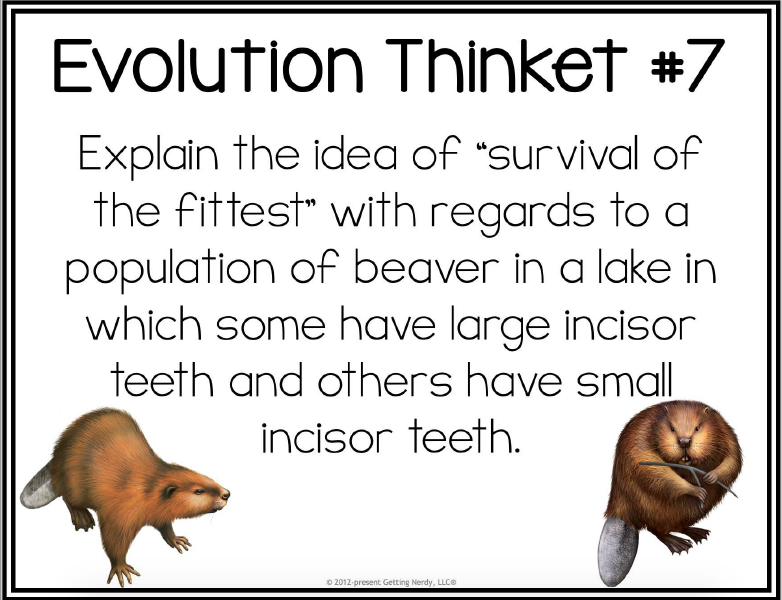 Evolution Thinket #7
Explain the idea of "survival of
the fittest" with regards to a
population of beaver in a lake in
which some have large incisor
teeth and others have small
incisor teeth.
O 2012-present Getting Nerdy, LLCO
