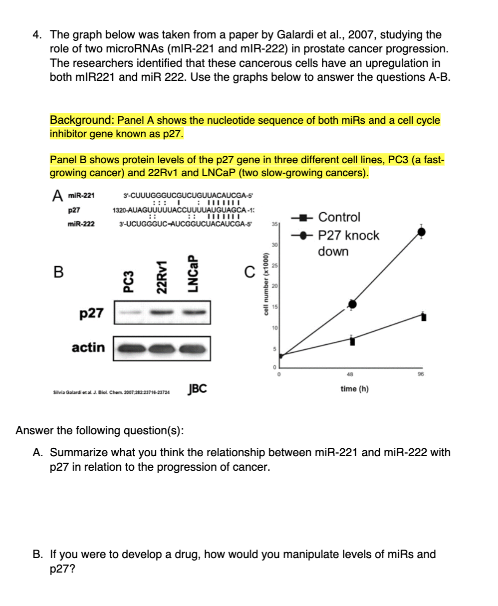 4. The graph below was taken from a paper by Galardi et al., 2007, studying the
role of two microRNAs (mIR-221 and mIR-222) in prostate cancer progression.
The researchers identified that these cancerous cells have an upregulation in
both mIR221 and miR 222. Use the graphs below to answer the questions A-B.
Background: Panel A shows the nucleotide sequence of both miRs and a cell cycle
inhibitor gene known as p27.
Panel B shows protein levels of the p27 gene in three different cell lines, PC3 (a fast-
growing cancer) and 22RV1 and LNCAP (two slow-growing cancers).
A miR-221
3'-CUUUGGGUCGUCUGUUACAUCGA-5
::: I : IIIII
1320-AUAGUUUUUACCUUUUAUGUAGCA -1:
р27
Control
miR-222
3-UCUGGGUC-AUCGGUCUACAUCGA-5
35
e P27 knock
30
down
В
p27
actin
48
Silvia Galardi et al. J. Biol. Chem. 2007:282-23716-23724
JBC
time (h)
Answer the following question(s):
A. Summarize what you think the relationship between miR-221 and miR-222 with
p27 in relation to the progression of cancer.
B. If you were to develop a drug, how would you manipulate levels of miRs and
p27?
PC3
22RV1
LNCAP
cell number (x1000)
