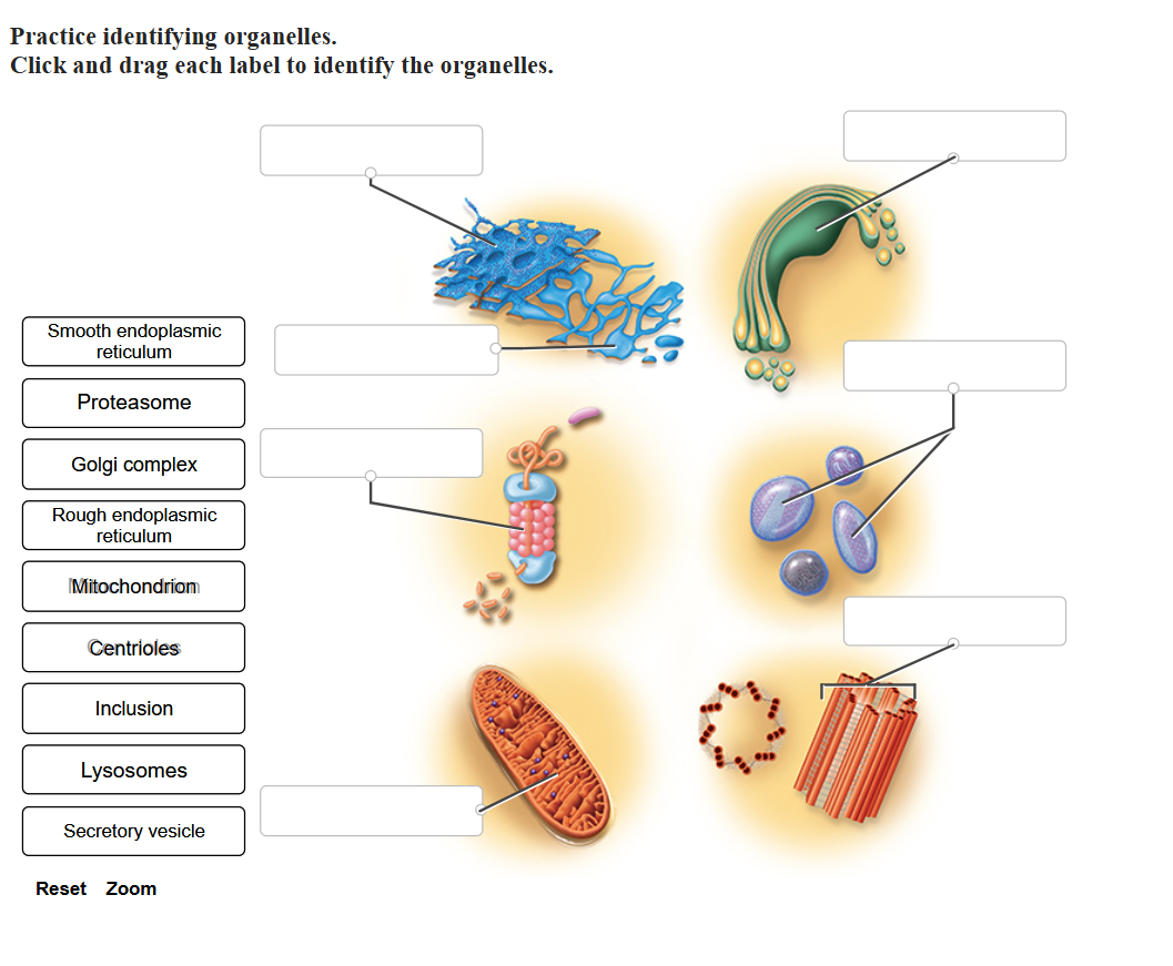 Practice identifying organelles.
Click and drag each label to identify the organelles.
Smooth endoplasmic
reticulum
Proteasome
Golgi complex
Rough endoplasmic
reticulum
Mitochondrion
Centrioles
Inclusion
Lysosomes
Secretory vesicle
Reset Zoom