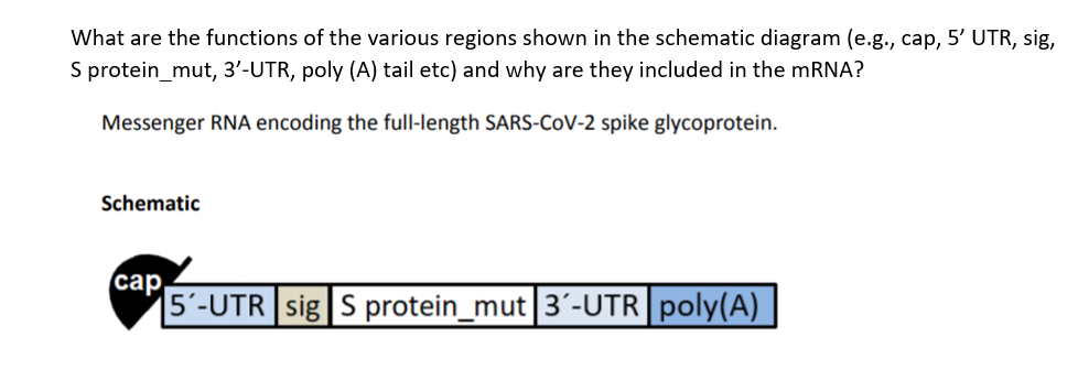 What are the functions of the various regions shown in the schematic diagram (e.g., cap, 5' UTR, sig,
S protein_mut, 3'-UTR, poly (A) tail etc) and why are they included in the mRNA?
Messenger RNA encoding the full-length SARS-CoV-2 spike glycoprotein.
Schematic
сар,
|5'-UTR sig S protein_mut 3'-UTR poly(A)
