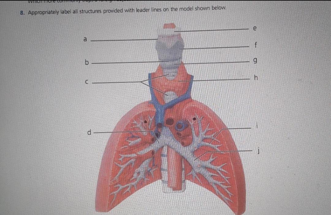 WHICH More
8. Appropriately label all structures provided with leader lines on the model shown below.
a
b
C
d
A
e
f
g
h