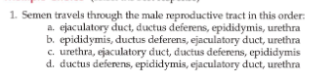 1. Semen travels through the male reproductive tract in this order:
a. ejaculatory duct, ductus deferens, epididymis, urethra
b. epididymis, ductus deferens, ejaculatory duct, urethra
c. urethra, ejaculatory duct, ductus deferens, epididymis
d. ductus deferens, epididymis, ejaculatory duct, urethra
