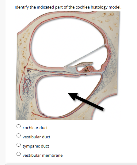 Identify the indicated part of the cochlea histology model.
cochlear duct
vestibular duct
tympanic duct
vestibular membrane
